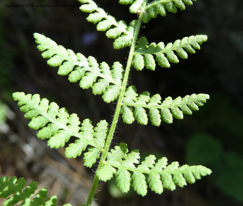 Woodsia scopulina, Davidson, C 12843--Idaho. Valley County. Sylvan Beach. 15 Jun 2015.  (41).JPG