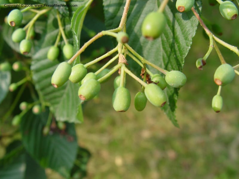 Sorbus alnifolia, 381-25-A--MA. Arnold Arboretum. 30 June 03. 09.jpg