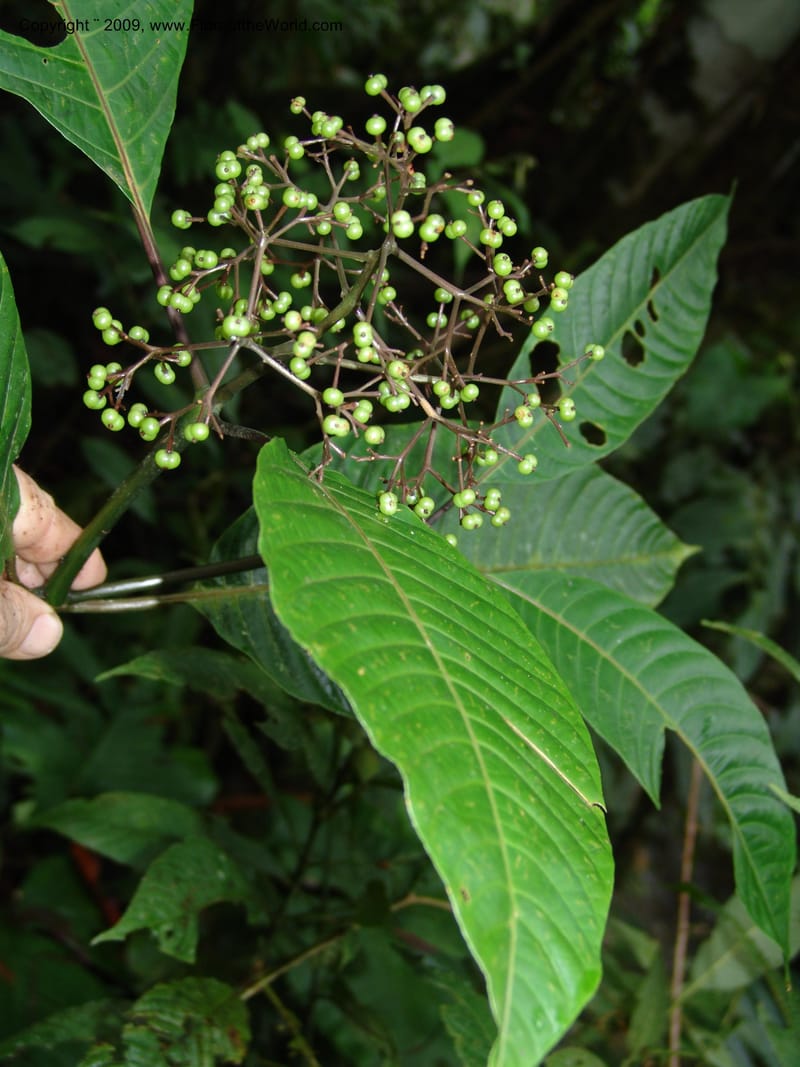Psychotria, Croat94865--Ecuador. Prov. Carchi. El Chical-Penas Blancas. 19 Feb 05.  055.jpg