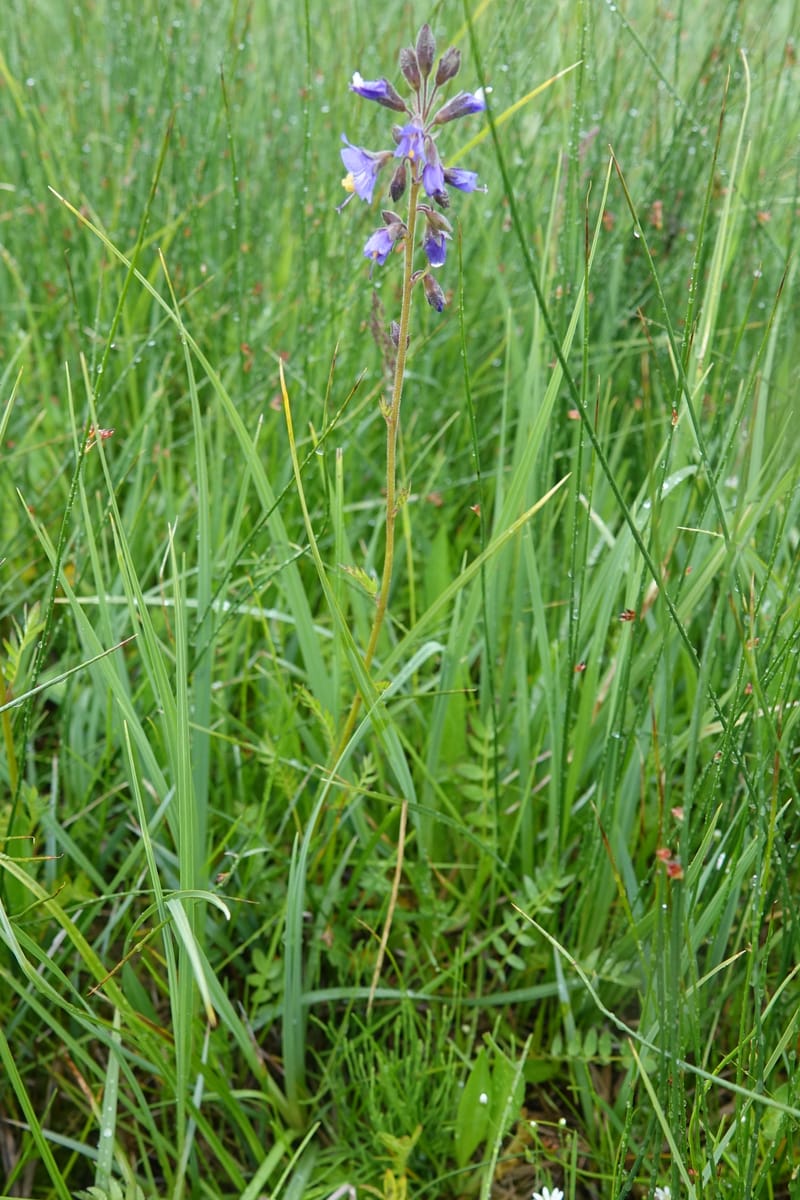 Polemonium occidentale, C. Davidson 13641--ID. Fremont Co. Duck Cr. Ranch. 16 Jun 2017. DSC01937 (101).JPG