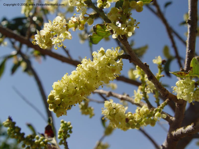 Schinus velutinus, 1999.01190--Spain. Barcelona Botanic Garden. 21 Apr 04. 178.jpg