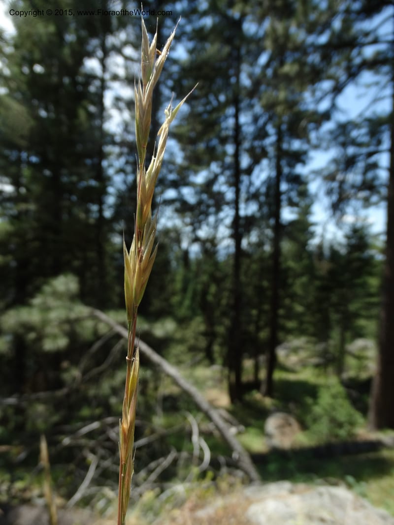 Bromus anomalus, Davidson, C 12563--Idaho. Valley Co. Payette Lake. Sylvan Beach. 12 Jul 2014. DSC09429 (140).JPG