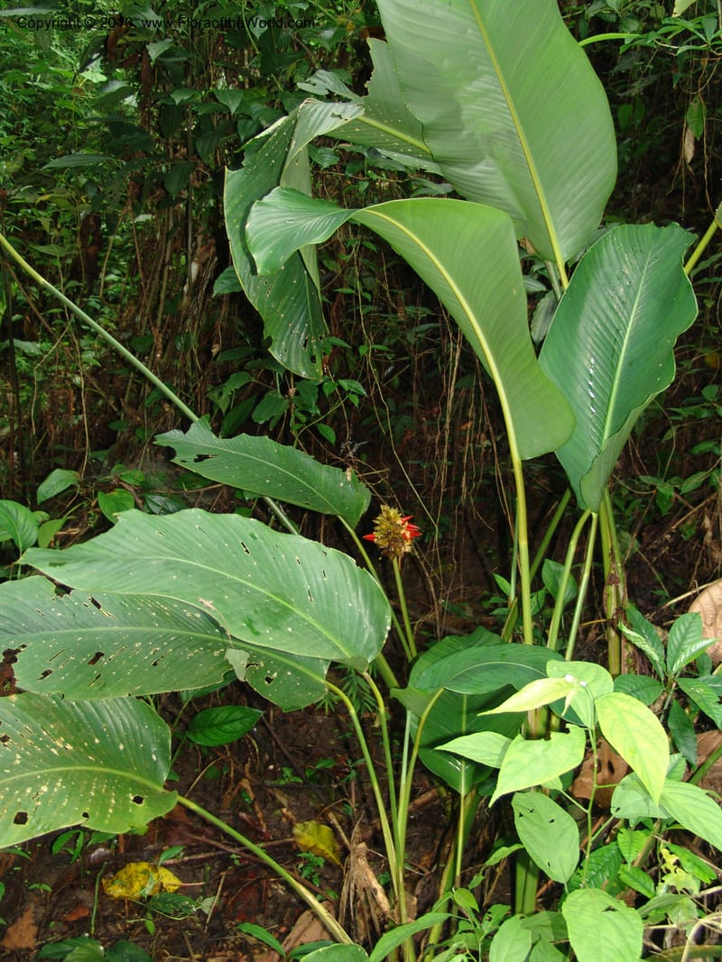 Calathea, Croat 96199--Ecuador. Edo. Guaya. Manglares Churute Ecol. Res. 21 Mar 06. 189 (11).jpg