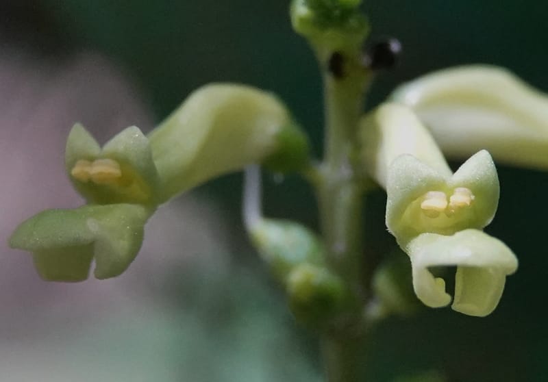 Thomandersia laurifolia, C. Davidson 13964--Gabon. Arb. Sibang. 5 Nov. 2018. DSC02235 (357).JPG