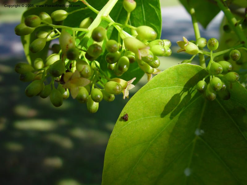 Sterculia ceramica, DF 235 M--FL. Fairchild Tropical Gard. 16 Jan 03. 029.jpg
