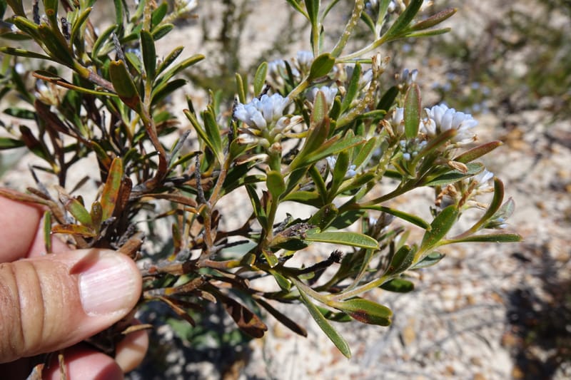 Conospermum nervosum, Davidson, C 13429--Australia. W.A. Green Head-Coorow Rd. Stop 2. 24 Oct 2016. DSC04873 (163).JPG