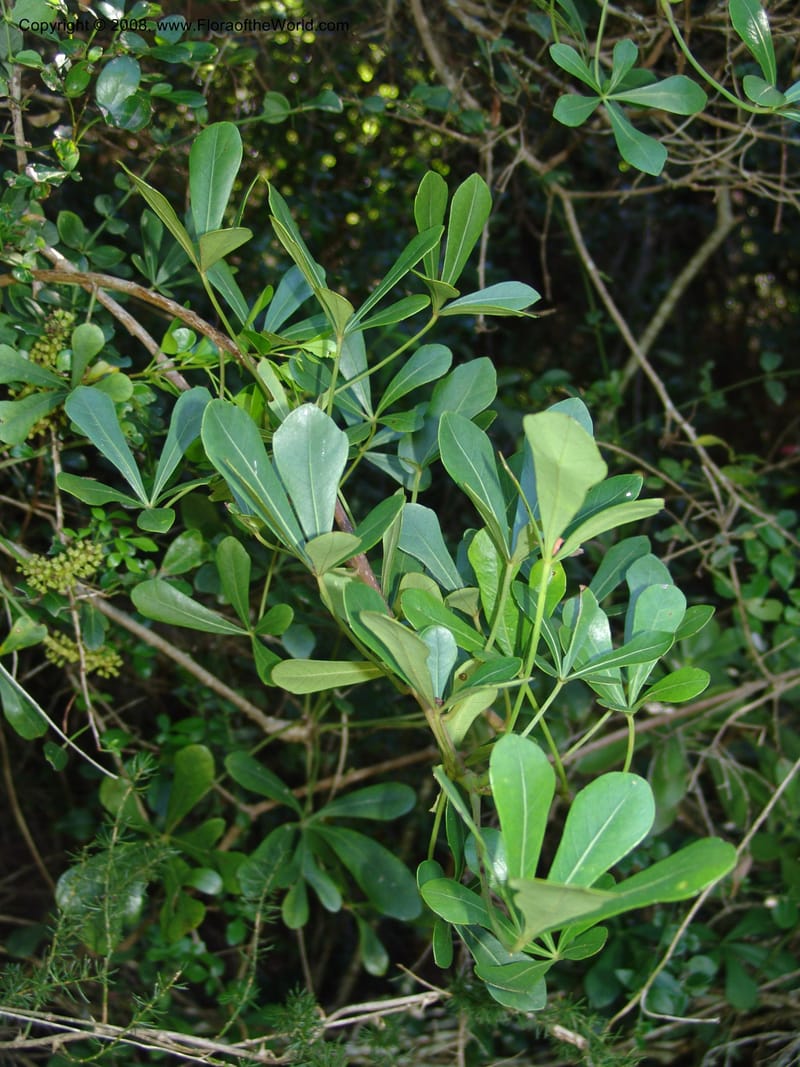 Cussonia thyrsiflora--So.Africa. E. Cape. Maitland Nat.Res. 5 Mch 05. 074.jpg
