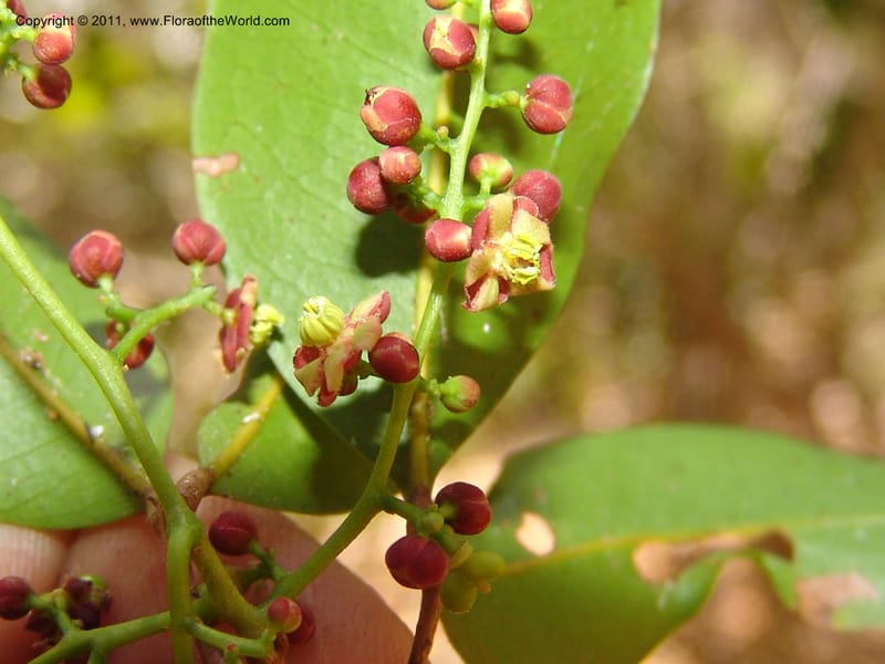 Lepisanthes perrieri, ZRogers1160--Madag. Prov. Antsir. Parc Nat. Ankarana. 10 Nov 06. 139 (21).jpg