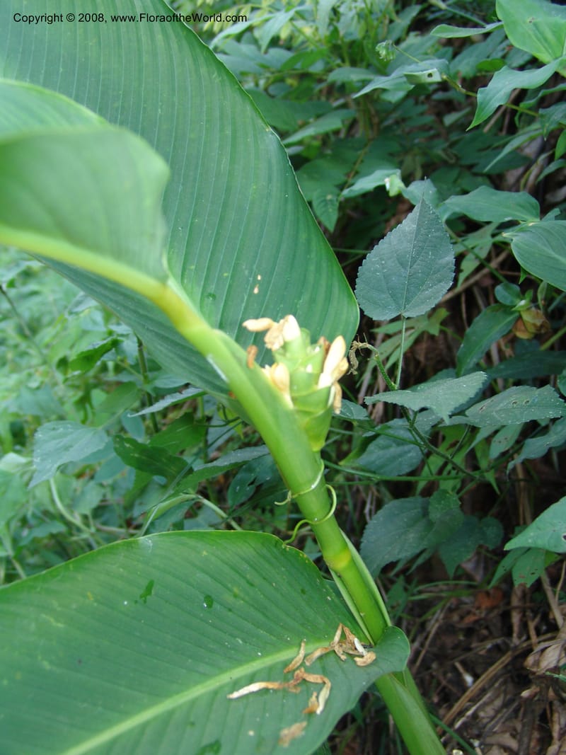 Calathea, not coll.--MX. Chiapas.  Camino Finca Prusia a Queretaro. 12 Nov 04. 042.jpg