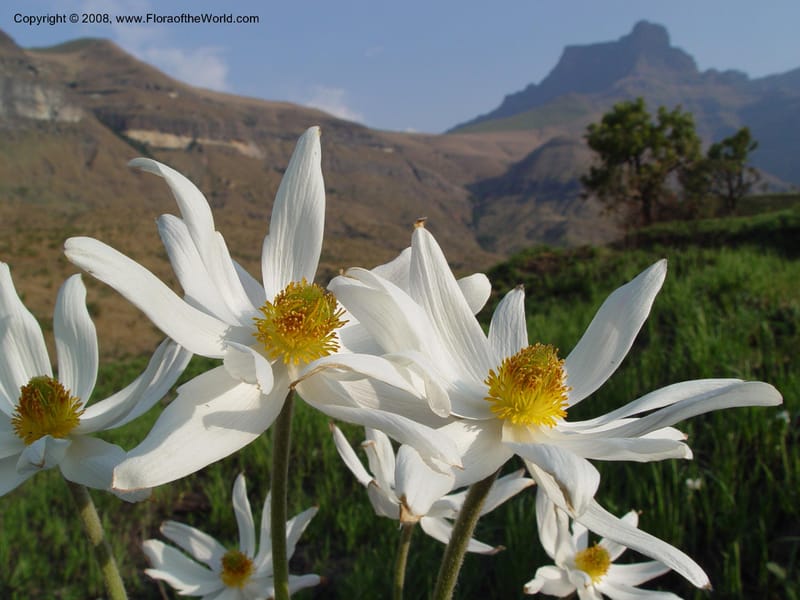 Anemone fanninii--So. Africa. No. Drakensberg Mts. Royal Nat. Res. Thendele. 6 Oct 03. 106.jpg