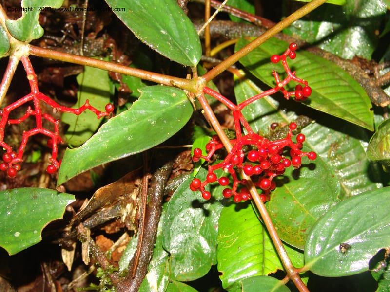 Notopleura, DNeill15737--Ecuador. Prov. Zamora Ch. Silica Mine, La Daniela. 15 Sep 07. 402.jpg