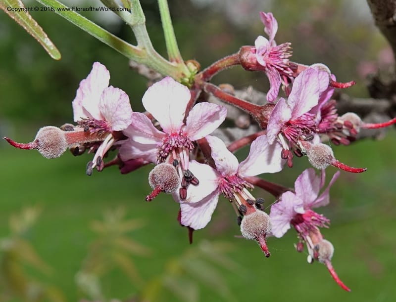Ungnadia speciosa, Davidson, C 13072--Texas. Galveston. 18 Mar 2016. DSC00038 (66).JPG