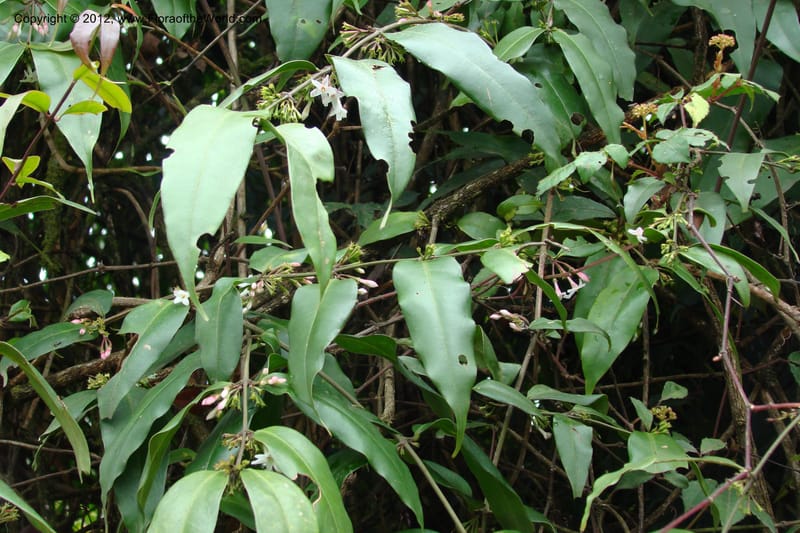 Jasminum, Regalado 1631--Viet Nam. Lao Cai Prov. Sa Pa Distr. 2 km NW Thac Bac. 5 Apr 09 092.jpg
