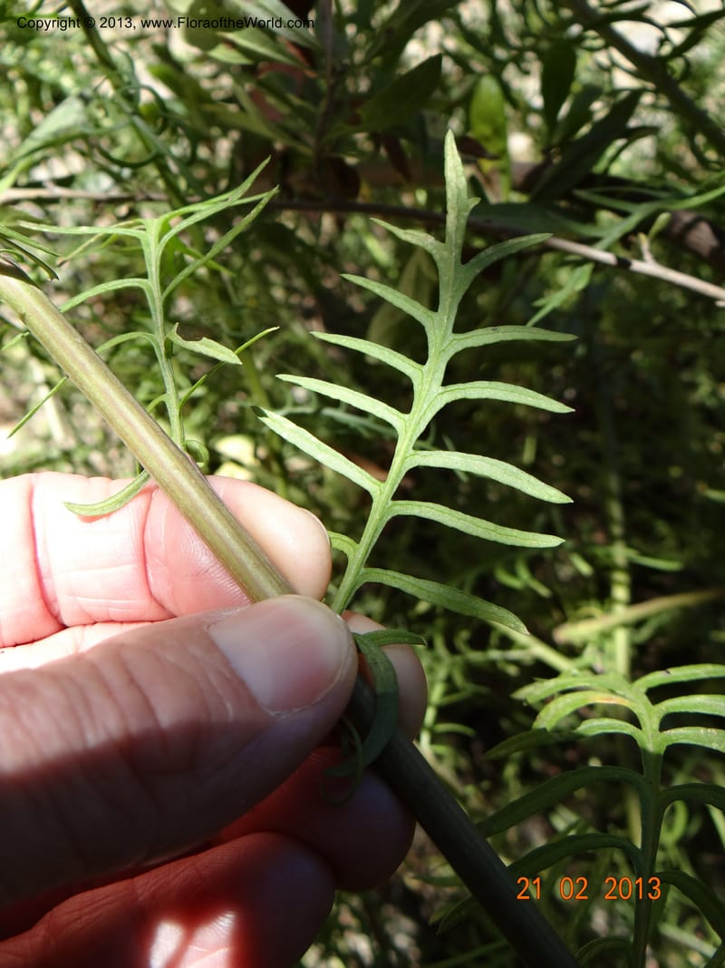 Senecio glaber, W. D. Stevens 34159--Chile, PN Siete Tazas. 21 Feb 2013  99374 (12).JPG