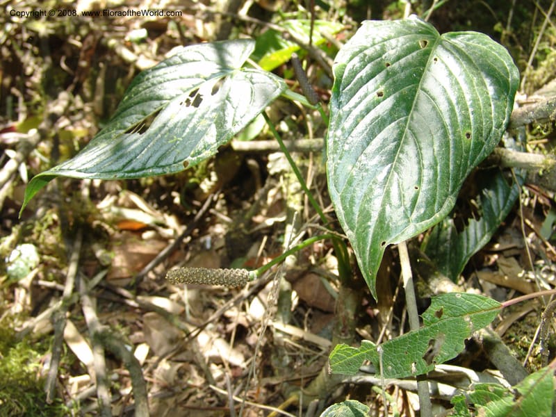 Anthurium, Croat93231--Ecuador. Prov. Pichincha. Old hwy Quito to Sto. Domingo. 12 Aug 04. 045.jpg