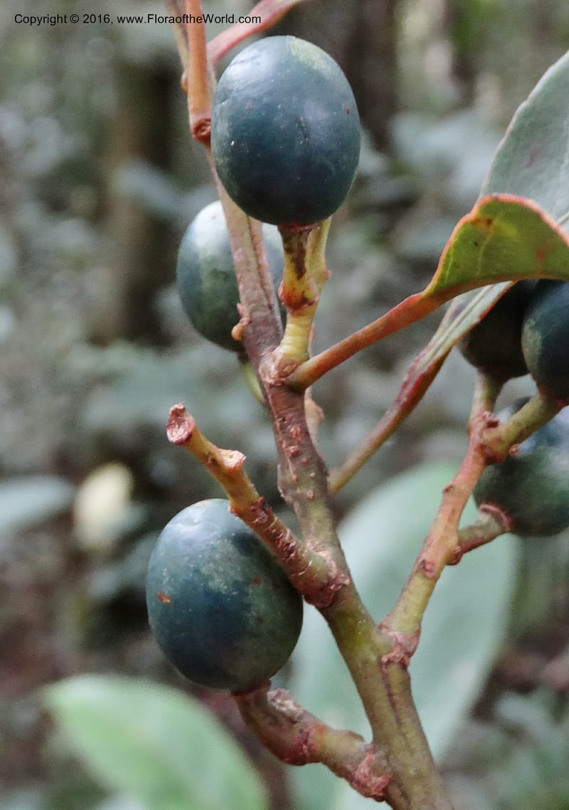 Elaeocarpus, Davidson, C 12744--Sabah. Mt. Kinabalu. Bundu Tuhan Trail. 11 Oct 2014. DSC04153 (214).JPG