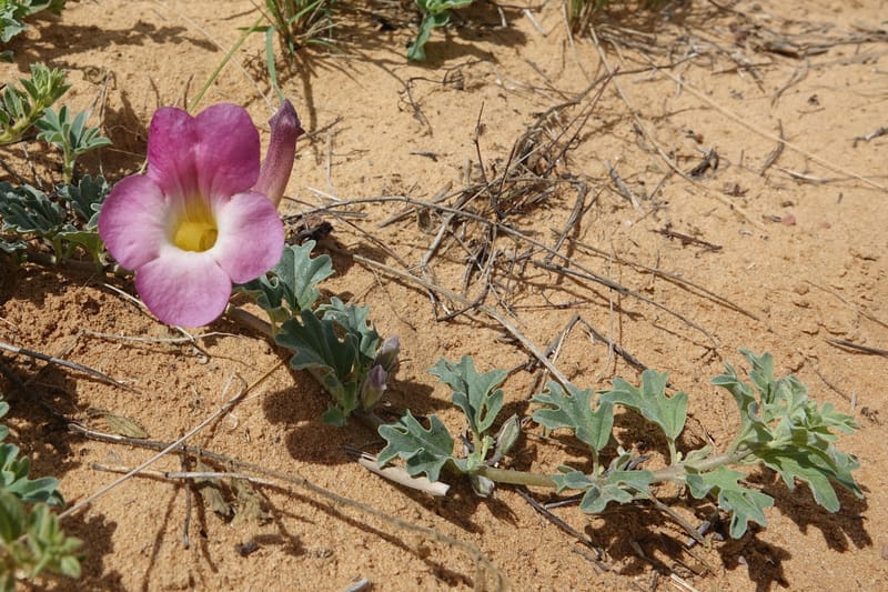 Harpagophytum procumbems, L. Nanyeni 1250--Namibia. Eningu Clayhouse Lodge, no. 2. 27 Mar 2018. DSC03756 (40).JPG
