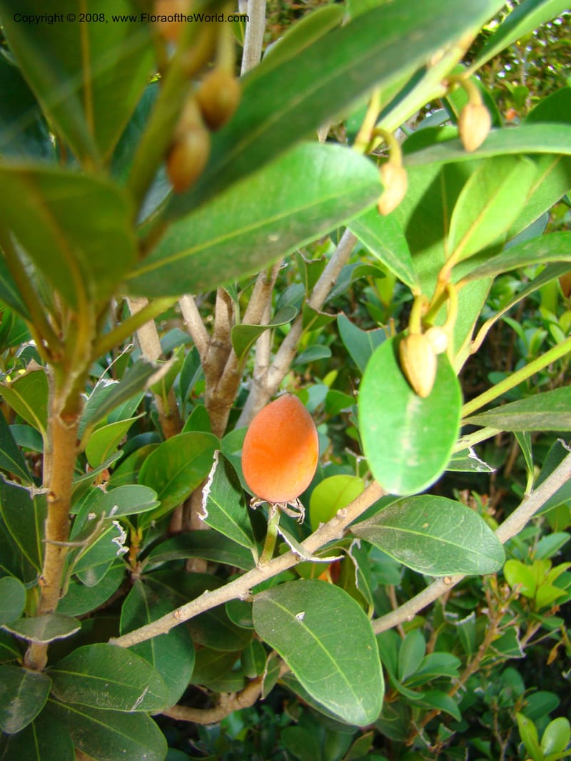 Mimusops obovata--Australia. Royal Botanic Garden, Melbourne. 19-20 Mch 08. 164.jpg