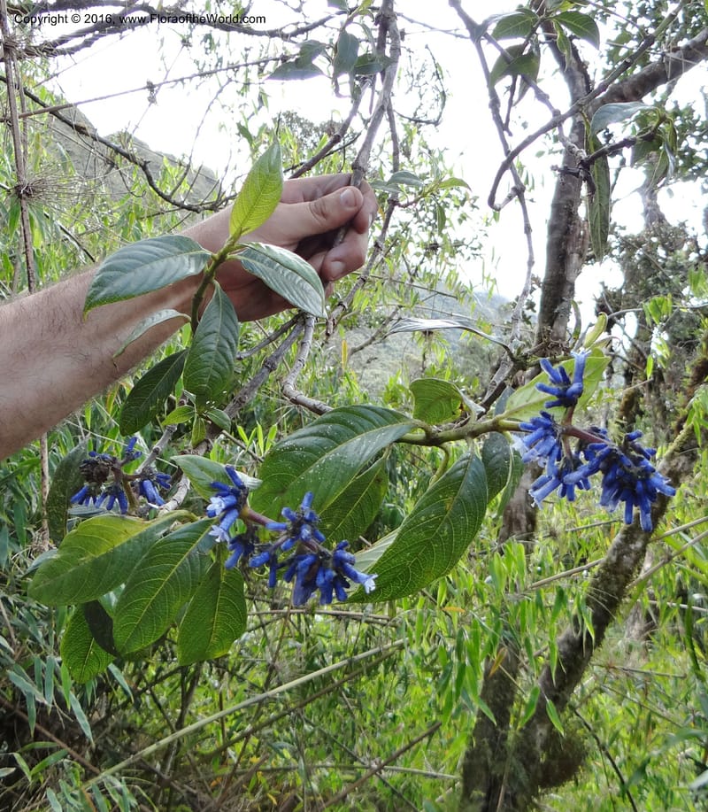 Palicourea, Ulloa, C 2296--Ecuador. Loja. Podocarpus NP. Cajanuma. 29 Sep 2012. DSC05265 (95).JPG
