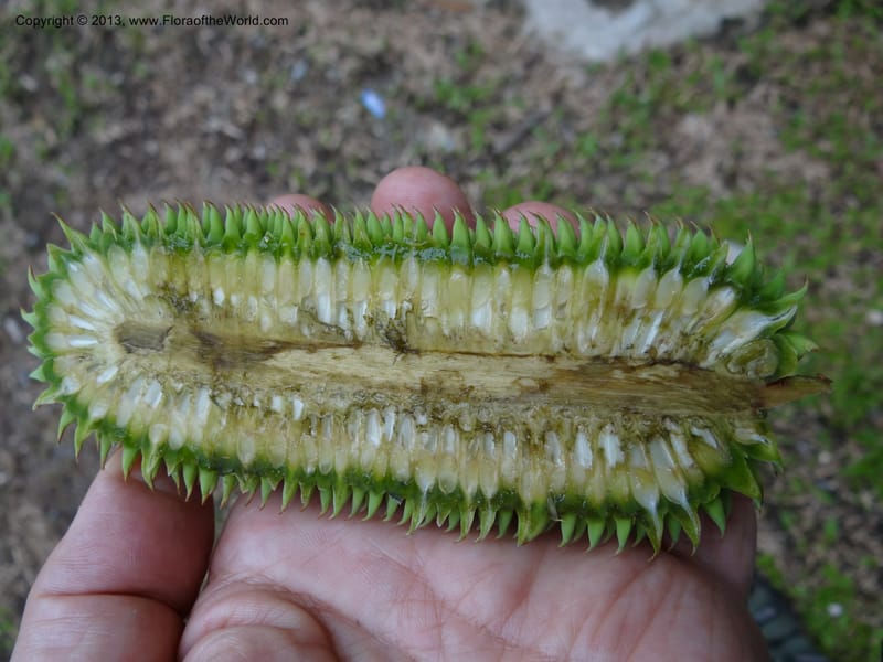 Benstonea rustica, Callmander 1011--Malaysia, Sarawak. Kubah Nat. Park. 28 Mar 2012. DSC05973 (73).JPG