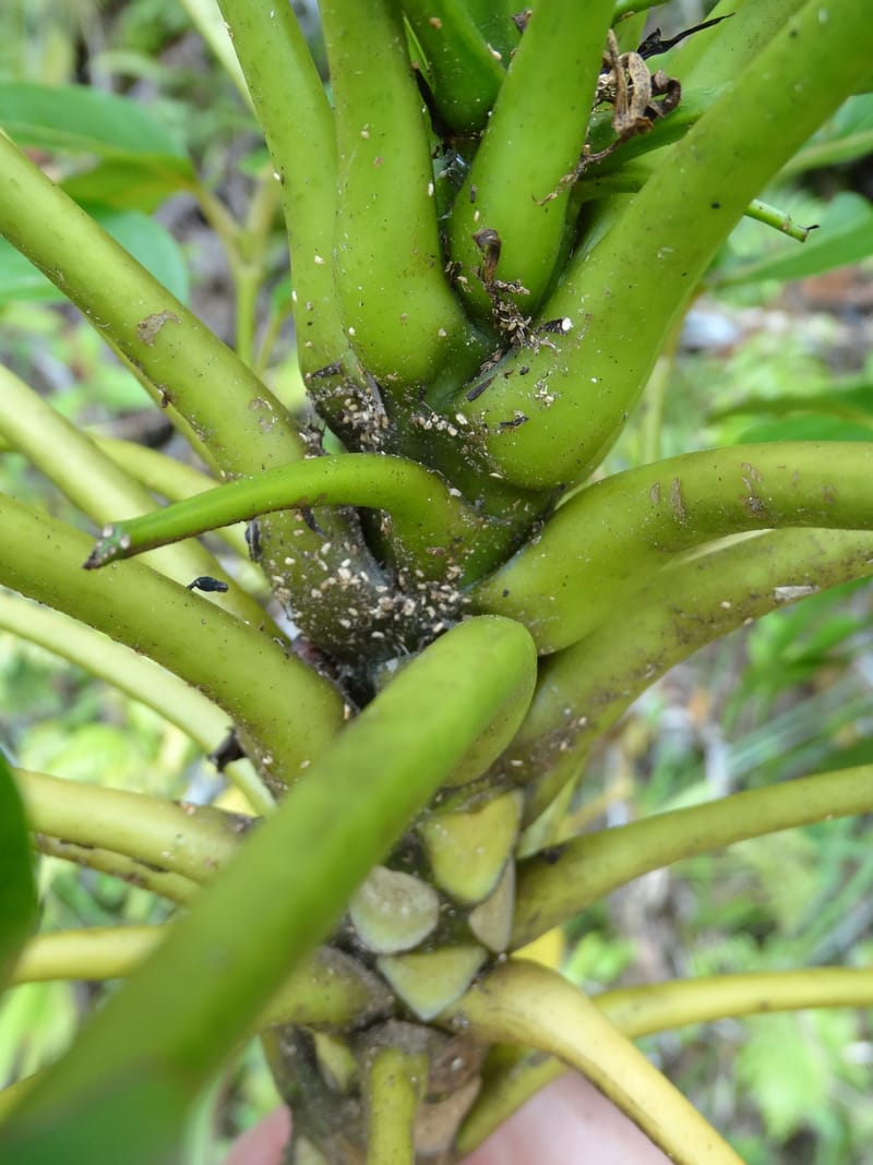 Plerandra grandiflora, Plunkett, G 3178-- Fiji. Delaikoro Mtn. 3 Nov 2015. DSC08393 (38).JPG
