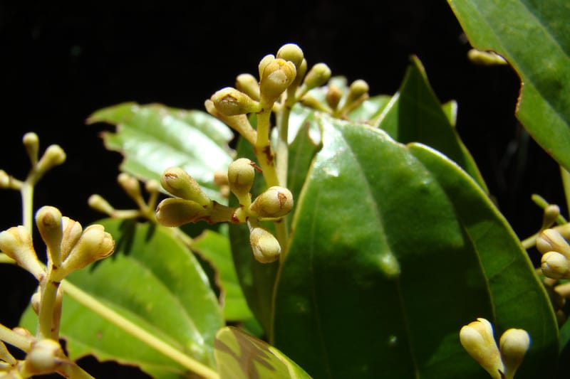 Cinnamomum, Regalado 1744--Viet Nam. Thua Thien Hue Prov. Phu Loc Distr. Bach Ma. 13Apr 09. 276.jpg
