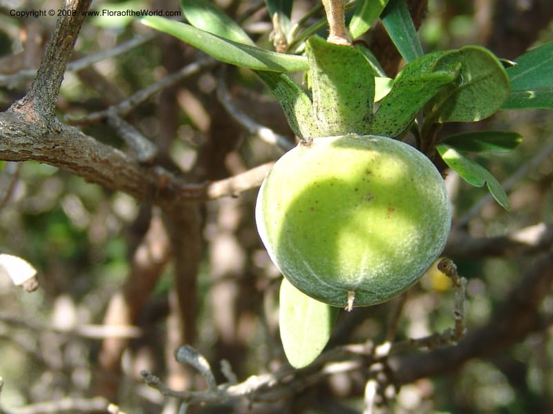 Diospyros dichrophylla--So.Africa. E. Cape. Moonstone Farm, Quanti Area, Stut. 8 Mch 05. 028.jpg