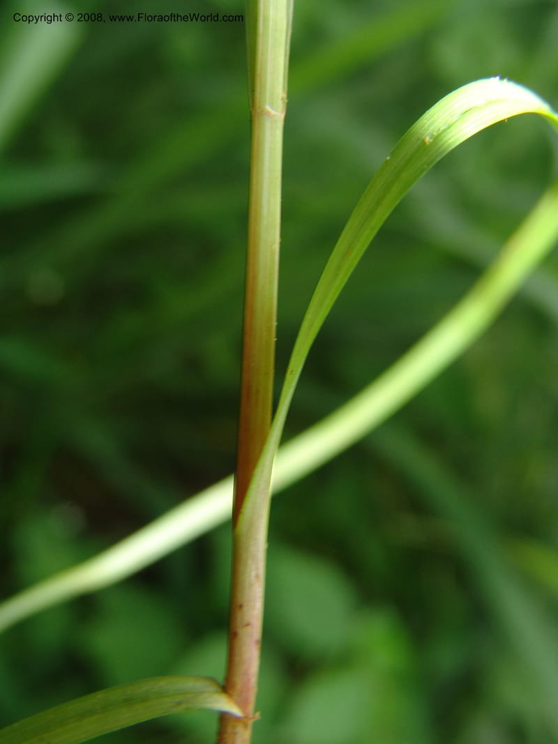 Cyperus, RGereua6842--Tanz. Ulanga Dist. Mzelezi For. Res.  Mahenge-Sali. 15 Feb 06. 087.jpg