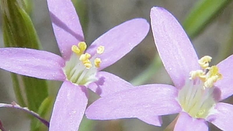 Centaurium, A. G. Miller 3.3--Iraq. Kurdistan. Zaynal, NW of Mawat. 16 June 2010. 119 (7).jpg