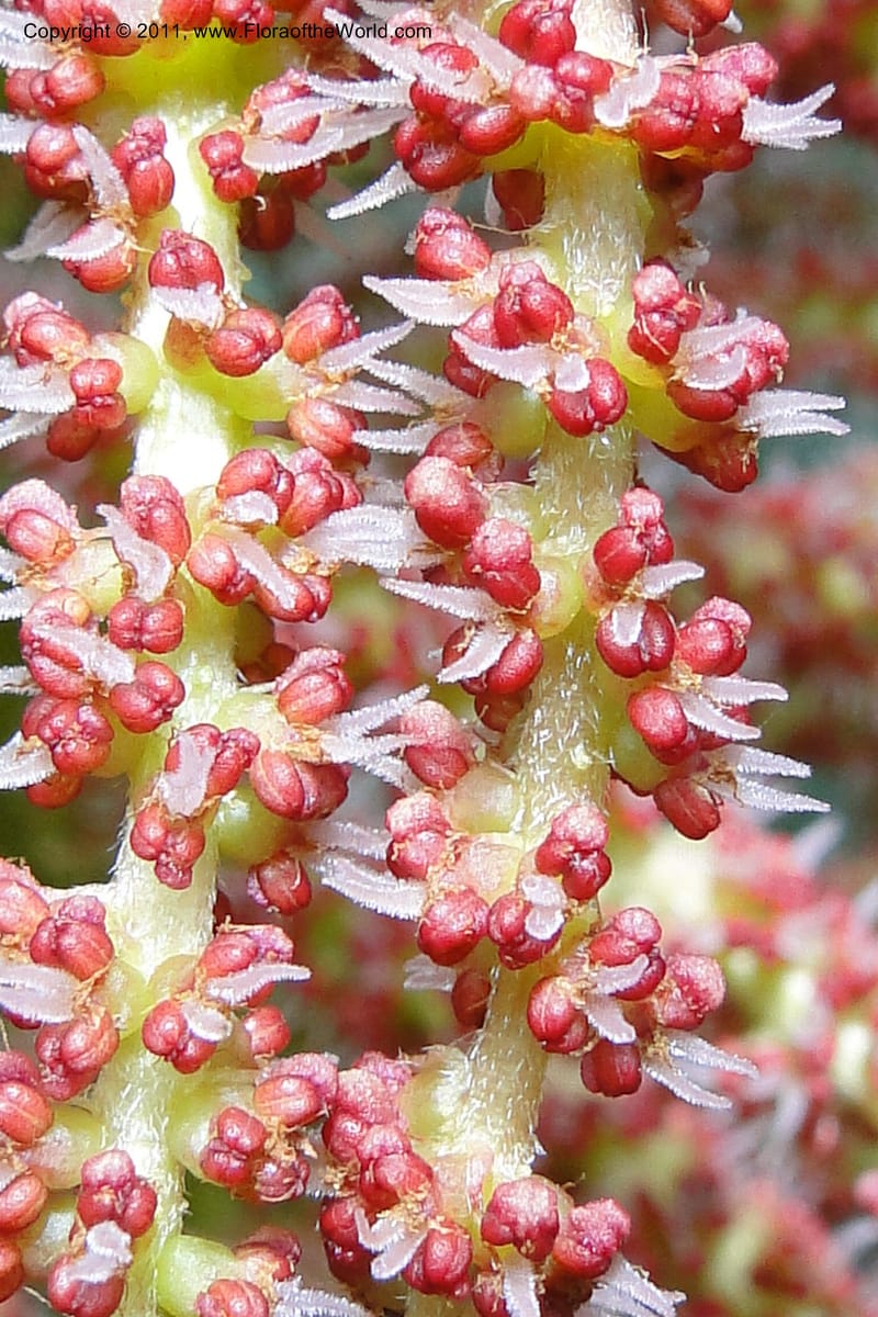 Gunnera brephogea, Ulloa 2180--Ecuador. Pichincha. Reserva Yanacocha. 11 Jun 2011. 311 (27).jpg