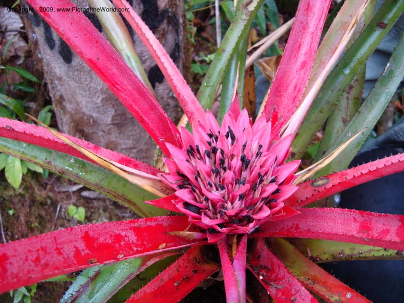 Bromeliaceae...DN15921,Ecuador.Prov.ZamoraC.WawaimePlotEcuacorriente22Sep2007 295.jpg
