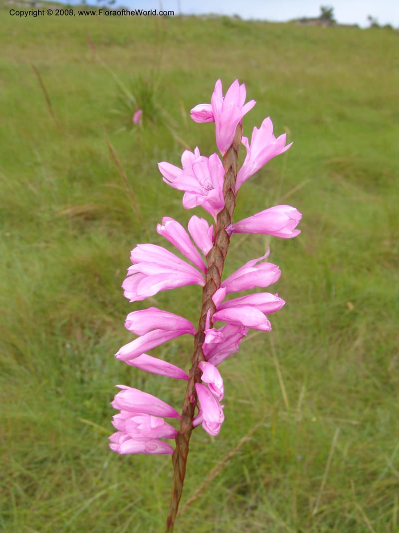 Watsonia densiflora--So.Africa. E. Cape. Umtamvuna Nat. Res. 11 Mch 05. 398.jpg