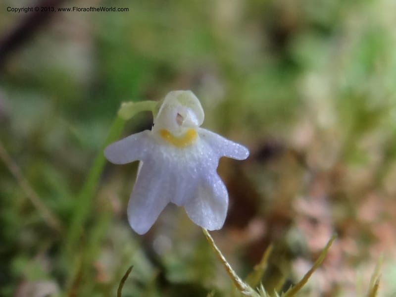 Utricularia, VC 5533--Thailand. Chiang Mai Prov. Doi Pha Hom Pok Nat. Park. 10 Nov 2012. DSC08349 (152).JPG