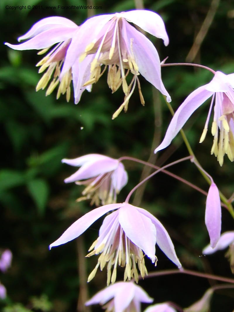 Thalictrum delavayi ssp acuminatum--Canada. BC. Univ. BC Bot. Garden. 27 Jul 08. 091.jpg