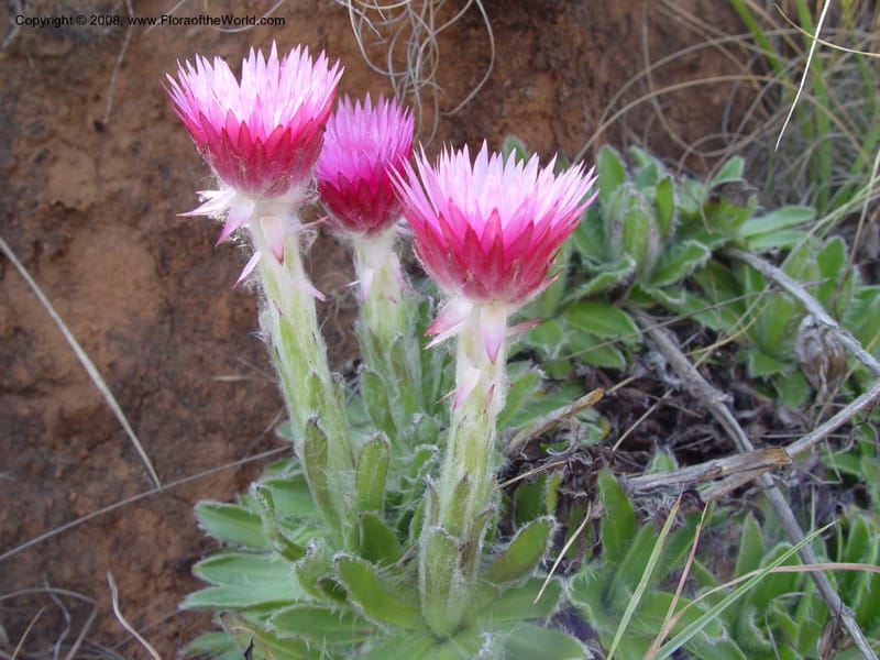 Helichrysum ecklonis--So. Africa. Drakensberg Mts. Giant's Castle. 3 Oct 03. 028.jpg