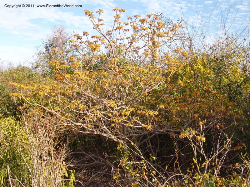 Strophanthus boivinii, ROR1482--Madag. Orangea For. Res. near Antsiranana. 5 Nov 06. 314 (1).jpg