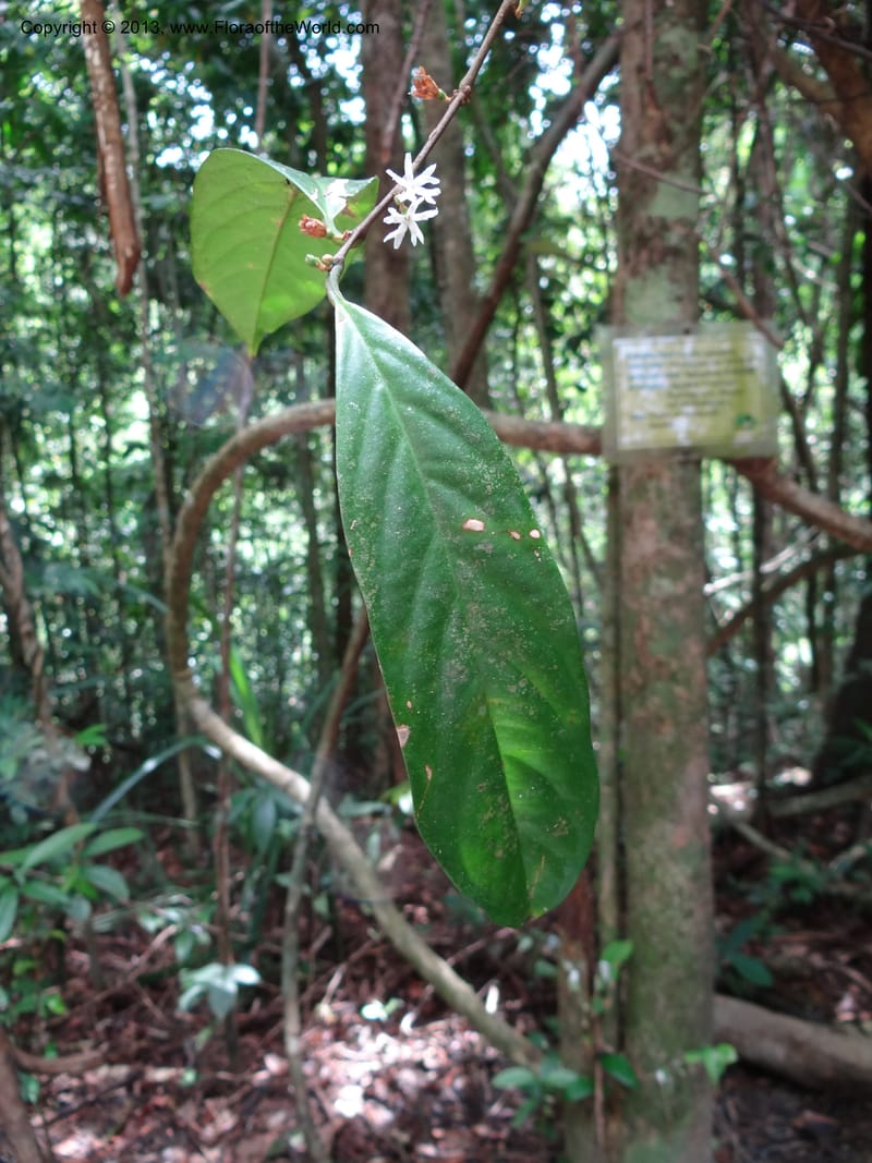 Erycibe, SAN.153261--Malaysia, Sabah. Kebun Cina. 12 Apr 2012. DSC08450 (12).JPG