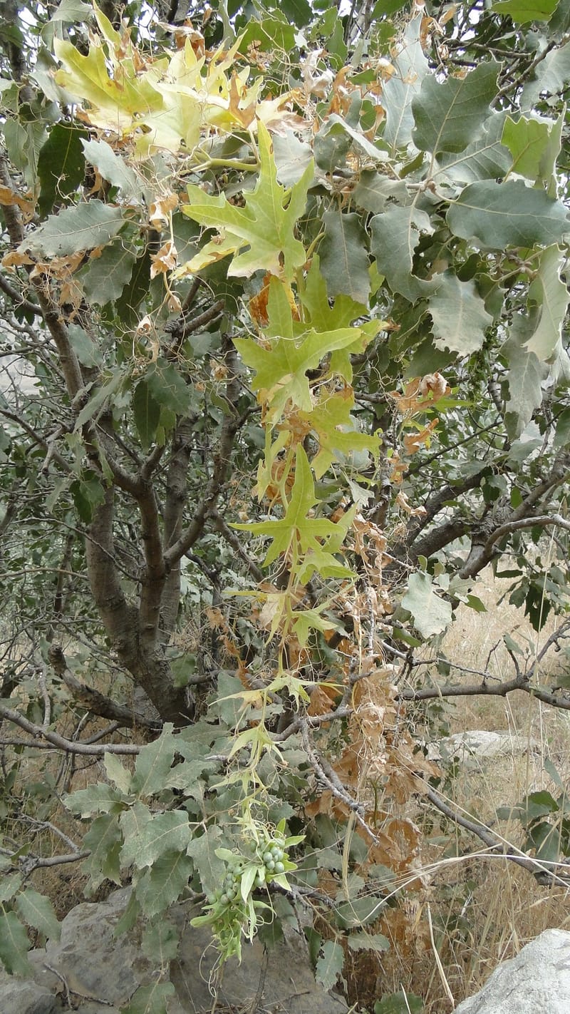 Bryonia, A. G. Miller 118.4--Iraq. Kurdistan. Shakh-i Pira Magun. 9 June 2010. 108.jpg