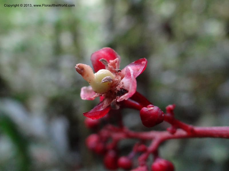 Lepisanthes, Buerki, S 327--Malaysia, Sabah. Mt. Kinabalu. 5 Apr 2012. DSC06767 (186).JPG