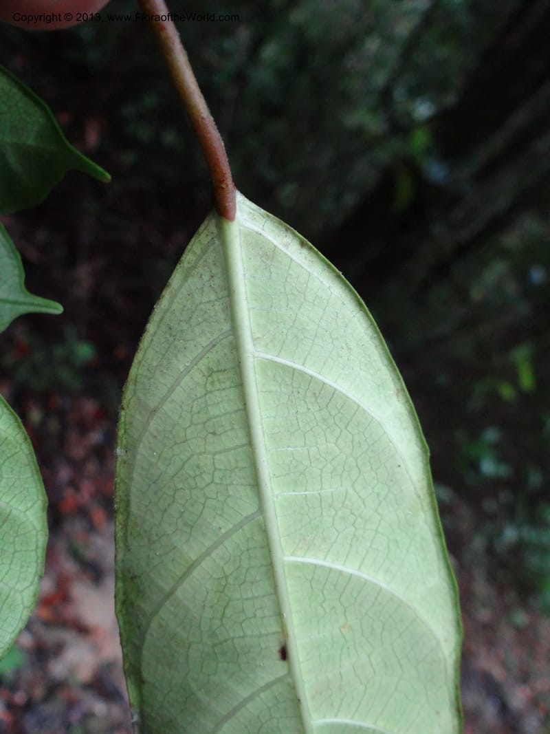 Ficus, S.98873--Malaysia, Sarawak. Kubah Nat. Park. 28 Mar 2012. DSC05973 (211).JPG