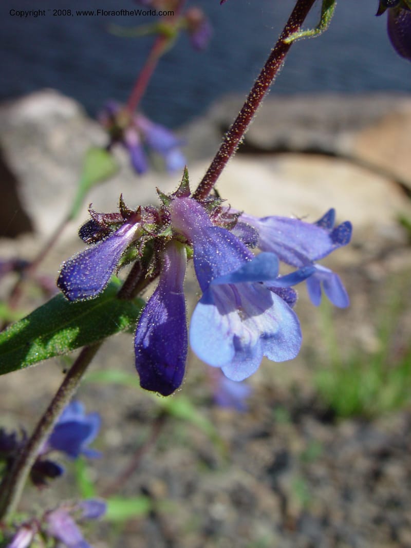 Penstemon albertinus, CDavidson10988--ID. Valley Co. Payette Lake. 12 Jun 03. 054.jpg