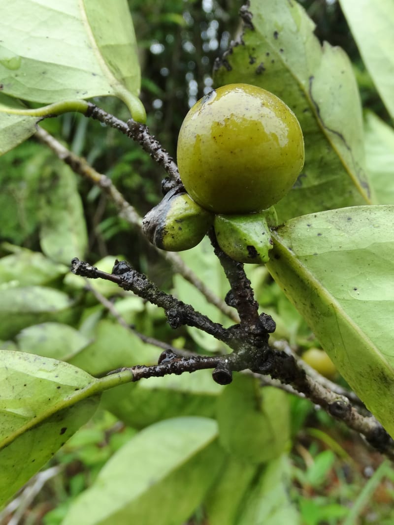Diospyros, Plunkett, G. 3195--Fiji. Across the road from Waisali RF. 8 Nov 2015. DSC00330 (164).JPG