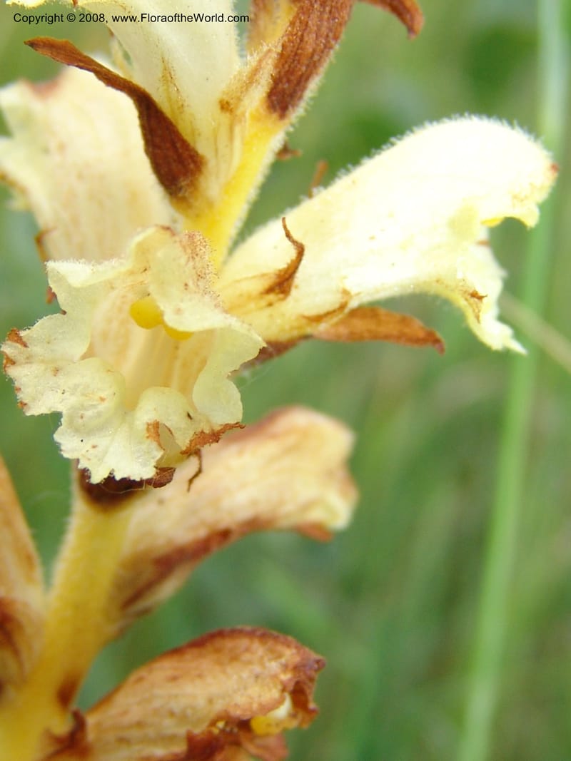 Orobanche--Georgia. Gori Upland, Gareji Steppe. Near salty lake. 9  Jun 05. 243.jpg