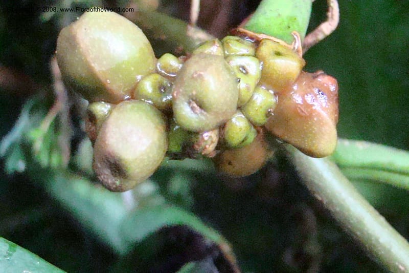 Culcasia falcifolia, WKindeketa2987--Tanz. Rungwe Distr. Rungwe For. Res. 24 Jan 08. 171.jpg