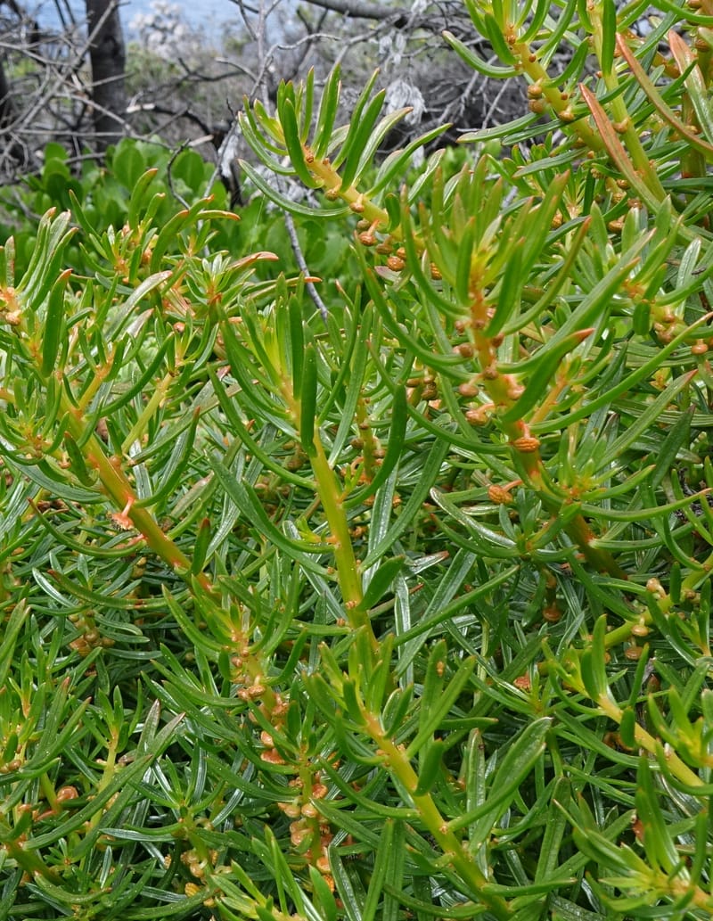Gyrostemon sheathii, Davidson, C 13515--Australia. W.A. Torndirrup N.P. Frenchman Bay Rd. 30 Oct 2016. DSC06898 (1).JPG