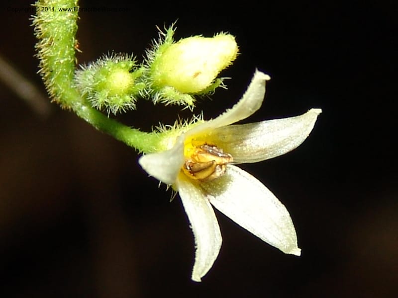 Lycianthes inaequilatera, A Araujo M 3093--Bolivia. Pq. Nal. Madidi. Chalalan, Sendero sin nombre. 24 Sep 06.  382 (1).jpg