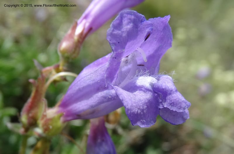 Penstemon fruticosus var. serratus, Davidson, C 12590--ID. Idaho Co. Seven Devils Camp Ground. 15 Jul 2014. DSC00113 (91).JPG
