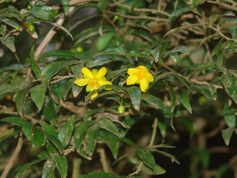 Ochna gomphostigma--So.Africa. Mpumal. Moodie Mts.  18 Mch 05. 261.jpg
