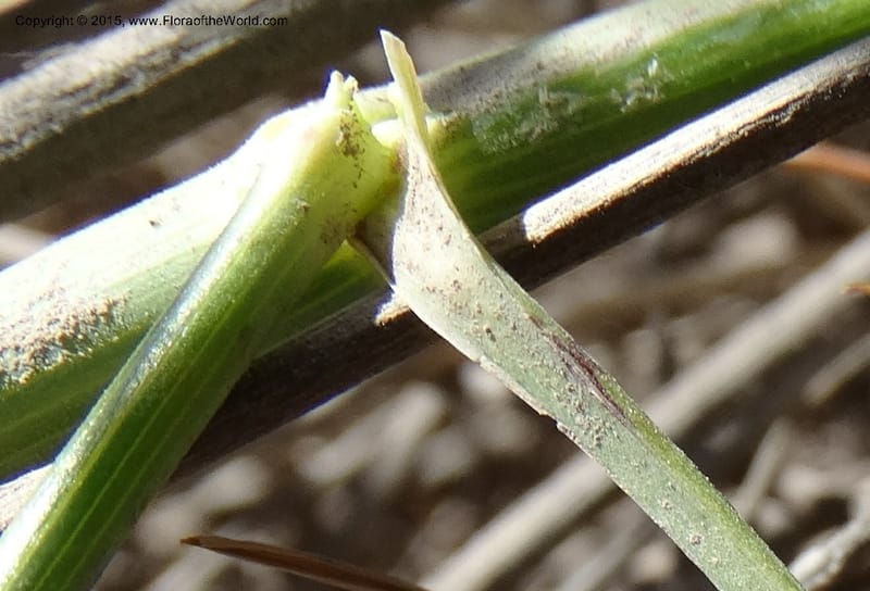Asteriscium chilensis, Davidson, C 12819--Chile. Ruta J-55 east of Talca. 27 Nov 2014. DSC08479 (78).JPG