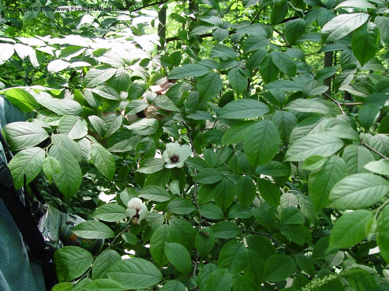 Stewartia malacodendron--DE. Mt. Cuba Center. 24 Jun 03. 059.jpg